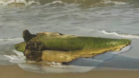 Moldy-wooden-log-on-a-sand-beach