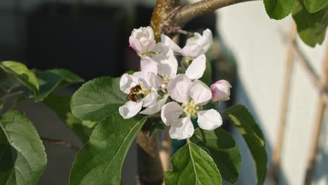 Close-up-of-a-honey-bee-flying-to-an-apple-tree-blossom-collecting-pollen-in-a-bee-friendly-garden