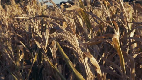 Getrocknete-Maispflanzen,-Blätter-Und-Ähren,-Die-Sich-Im-Wind-Bewegen