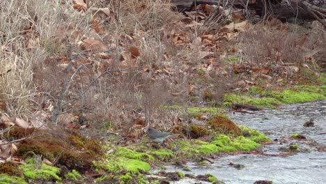Black-bird-foraging-among-the-brush-at-the-stop-of-Stone-Mountain-in-Stone-Mountain-State-Park-near-Roaring-Gap,-NC