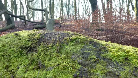 Mossy-closeup-woodland-forest-tree-trunks-dolly-left-across-autumn-wilderness