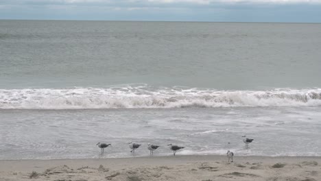 Seagulls-line-up-at-the-edge-of-the-tide-on-Ocean-Isle-Beach,-NC