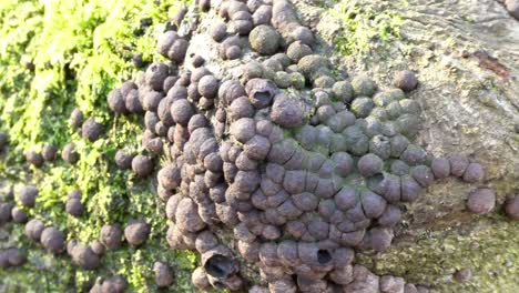 Strange-fungi-growth-on-green-mossy-woodland-forest-tree-trunks-dolly-left-closeup