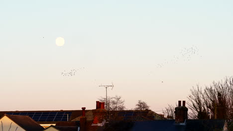 Flock-of-Birds-flying-at-Sunset-with-a-full-moon-in-the-sky,-slow-motion-shot