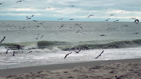 Gulls-taking-off-and-circling