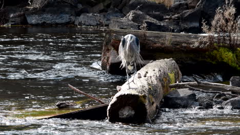 Great-Blue-Heron-on-a-log-in-a-river