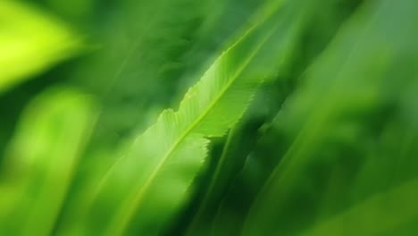 Surreal-Verträumte-Freelensing-Nahaufnahme-Von-Wunderschönen-Smaragdgrünen-Farnblättern-In-Zeitlupe