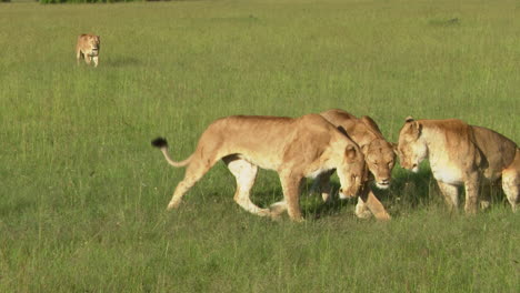 Afrikanische-Löwenweibchen,-Die-Auf-Die-Kamera-Zugehen-Und-Sich-Auf-Die-Jagd-Vorbereiten,-Masai-Mara,-Kenia
