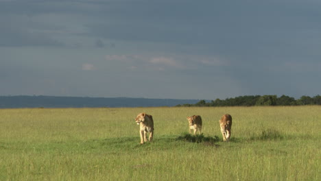 African-lion-females-walking-together-over-savannah,-getting-ready-to-hunt,-Masai-Mara,-Kenya