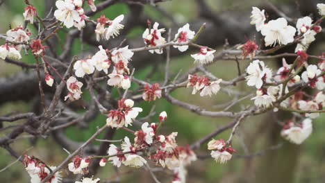 Zoom-out-of-the-first-white-cherry-blossom-flowers-in-bloom-of-the-year-before-spring-in-the-city-of-Osaka-in-Japan