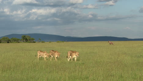 Hembras-De-Leones-Africanos-Caminando-Junto-Con-Algunas-Gacelas-Topi-En-El-Fondo,-Masai-Mara,-Kenia