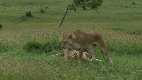 Afrikanische-Löwenweibchen,-Eines-Leckt-Das-Andere-Und-Geht-Weg,-Masai-Mara,-Kenia
