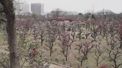 Panning-left-on-a-sakura-or-cherry-blossom-tree-field-starting-to-bloom-after-the-winter-in-Osaka