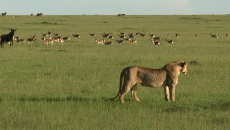 African-lion-females-getting-ready-to-hunt,-with-a-herd-of-Thomson-gazelles-in-the-background,-Masai-Mara,-Kenya