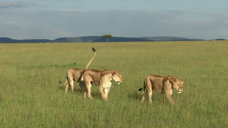 Afrikanische-Löwenweibchen,-Die-Zusammen-Mit-Einigen-Topi-Gazellen-Im-Hintergrund-Spazieren-Gehen,-Masai-Mara,-Kenia