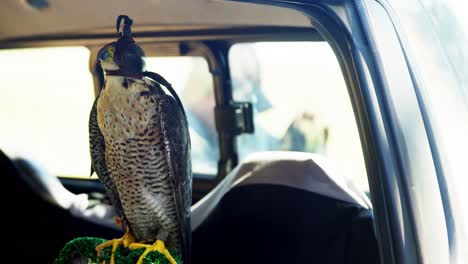 Falcon-perching-on-a-falcon-scrape