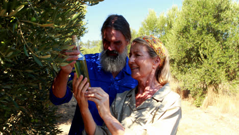 Couple-examining-olive-oil-in-farm-4k