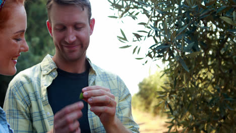 Couple-examining-olives-on-plant