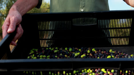 Happy-man-holding-harvested-olives-in-basket-4k
