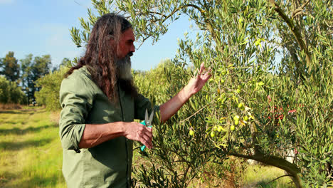 Man-pruning-olive-tree-in-farm-4k
