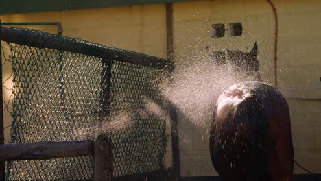 Horse-being-washed-with-spraying-water-4k