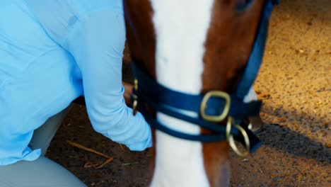 Veterinarian-doctor-bandaging-horse-leg-4k