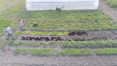 Dos-Agricultores-Trabajando-En-El-Campo-4k
