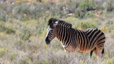 Zebra-grazing-on-grassland-4k
