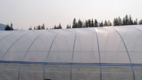 Plants-in-greenhouse-4k