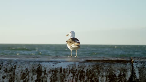 Sea-gull-at-beach-4k
