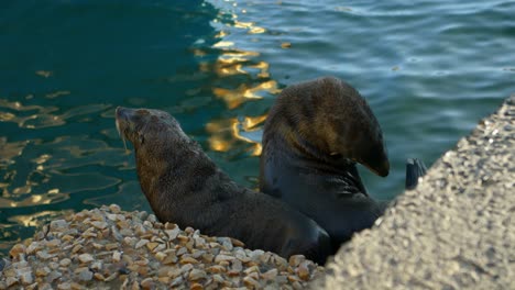 Sea-lions-at-the-dock-4k