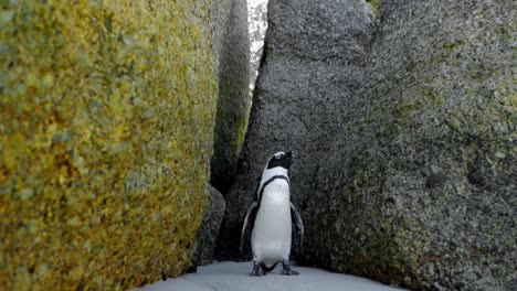 Penguin-in-the-beach-4k