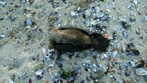 A-dead-bird-in-the-beach-4k