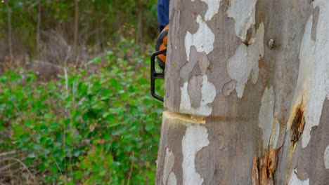 Lumberjack-cutting-tree-trunk-in-forest-4k