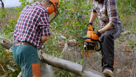 Two-lumberjacks-with-chainsaw-cutting-fallen-tree-4k