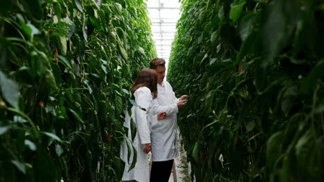 Científicos-Examinando-Plantas-En-Invernadero-4k