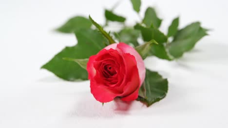 Frische-Rosa-Rose-Auf-Weißer-Oberfläche-4k