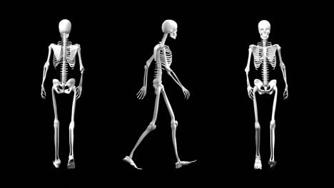 Different-view-of-a-walking-skeleton