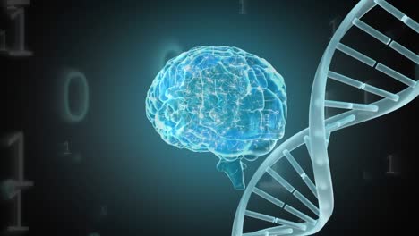 Digital-animation-of-a-brain-and-a-DNA-helix