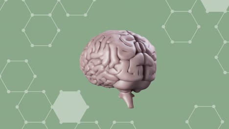 -Animation-of-a-human-brain-rotating-on-a-green-background