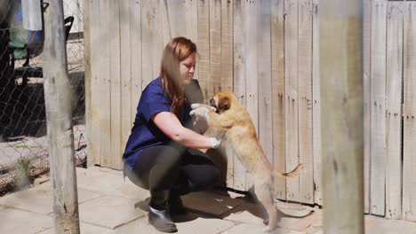 Hund-In-Einem-Tierheim-Mit-Freiwilligem