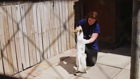 Dog-in-a-shelter-with-volunteer