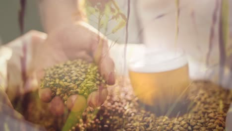 Composite-video-of-hand-holding-grains-and-beer-glass-against-grass-moving-in-the-wind