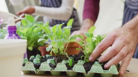 Video-of-midsection-of-diverse-couple-potting-seedlings-in-egg-carton-at-home,-with-copy-space