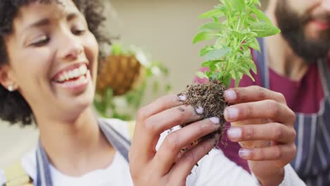 Video-of-happy-diverse-couple-looking-at-plant,-potting-seedlings-together-at-home,-with-copy-space