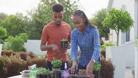 Happy-african-american-couple-planting-herbs-in-backyard