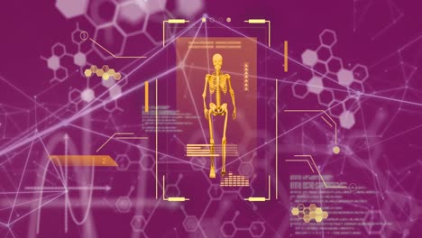 Animation-of-human-body-scanning-and-scientific-data-processing