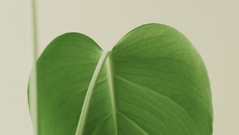 Close-up-of-green-leaves-on-white-background-with-copy-space-in-slow-motion