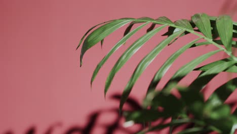 Close-up-of-green-leaves-on-pink-background-with-copy-space-in-slow-motion