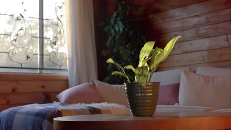 Plant-in-pot-on-table-over-couch-and-window-at-log-cabin,-slow-motion